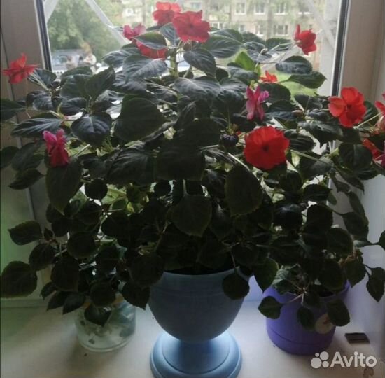 Ампельный бальзамин