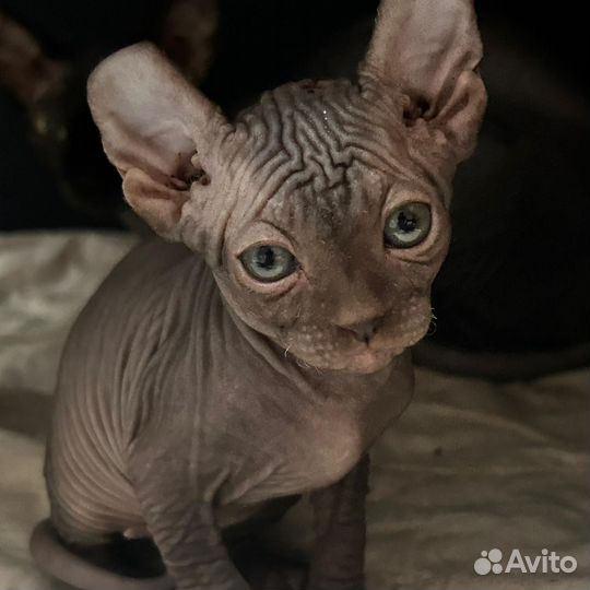 Сфинкс эльф