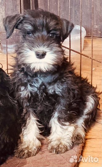 Мальчик цвержик