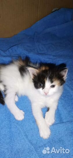 Котята в добрые руки 1 месяц