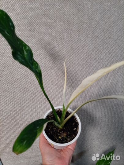 Спатифиллум Домино