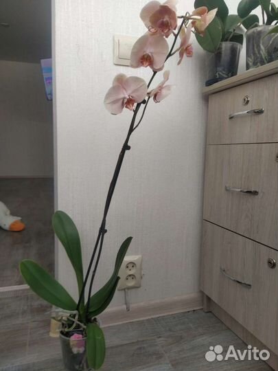 Орхидея фаленопсис леди мармелад