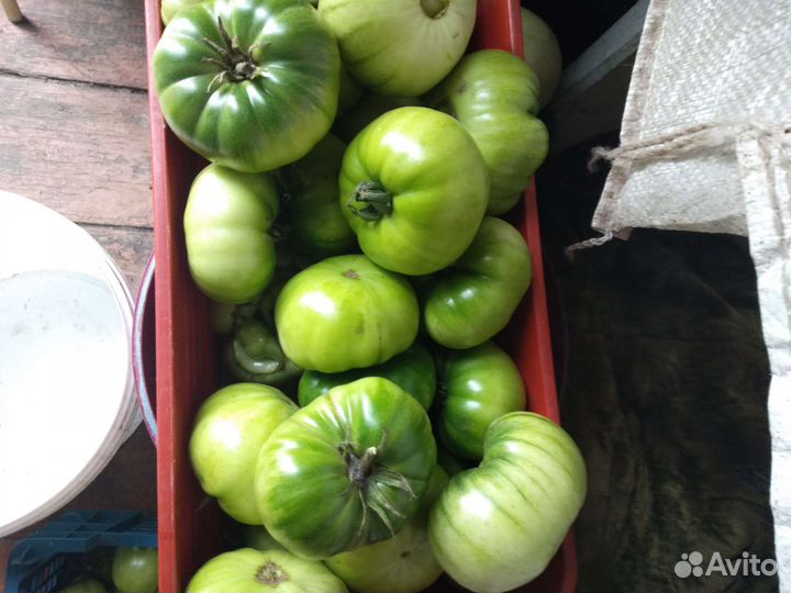 Продам помидоры