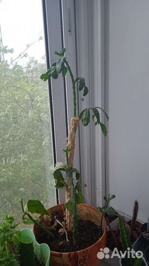 Кактусы и суккуленты