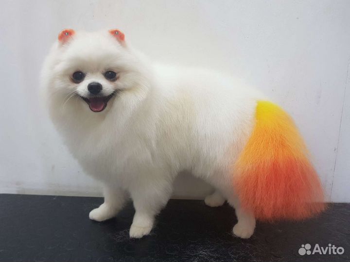 Стрижка собак и кошек (груминг)