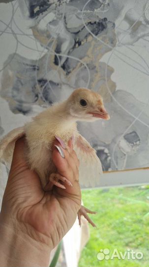 Мясо домашней птицы