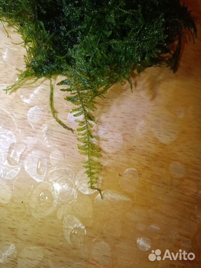 Аквариумные растения