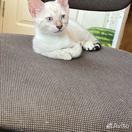 Бенгальская