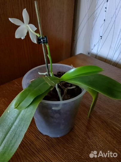 Продам орхидеи