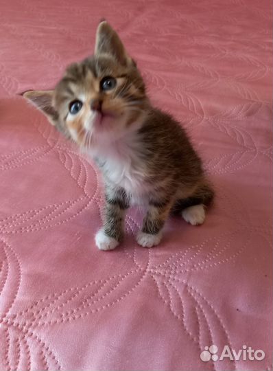 Отдам котят в добрые руки