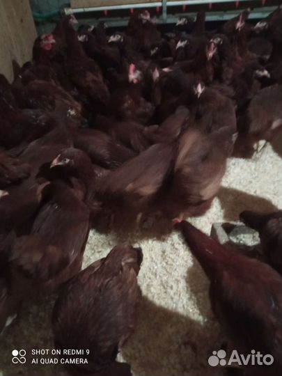 Куры молодки, живая птица