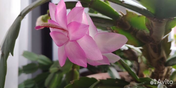 Декабристы