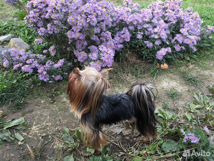 Щенки. Жених мини йорк на вязку