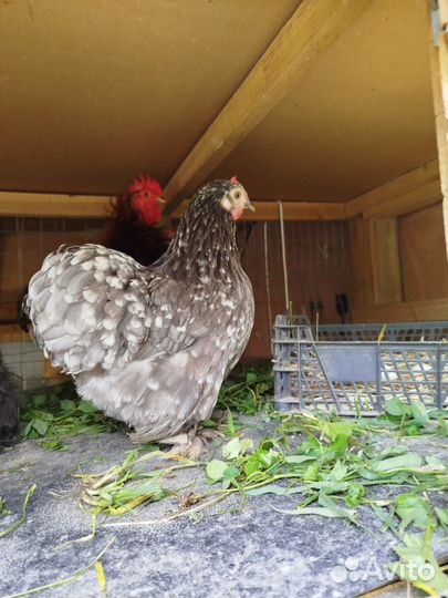 Карликовые цыплята