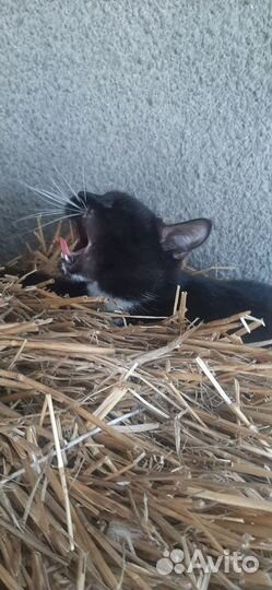 Котята бесплатно