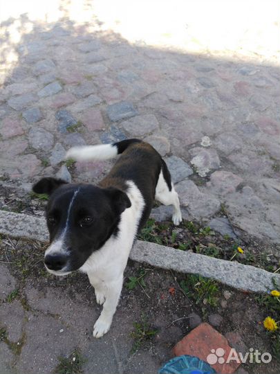 Щенок-подросток