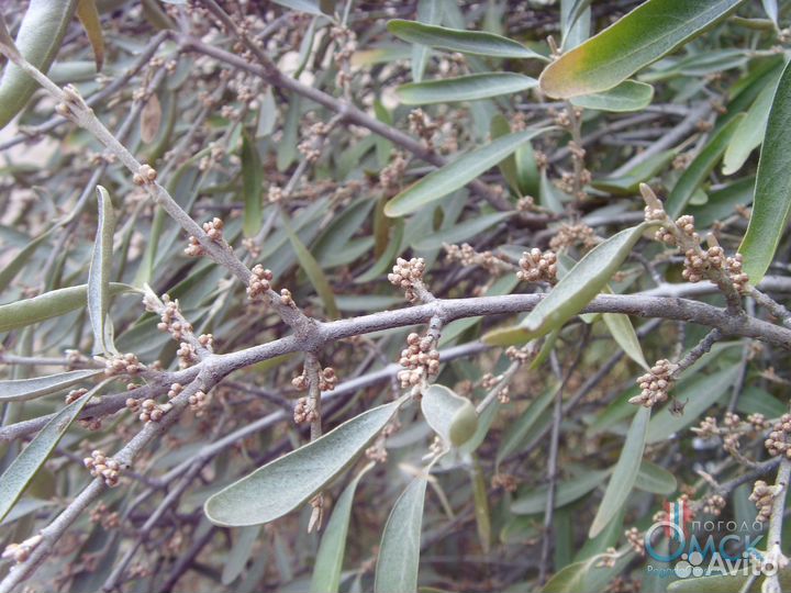 Шефердия серебристая, семена