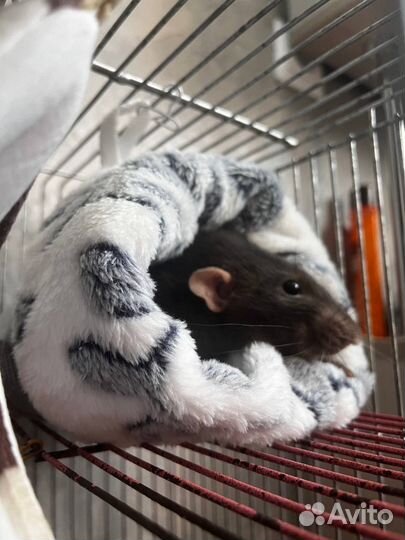 Гамак для крыс, домик для грызунов