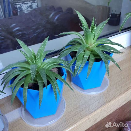 Семейство аллоэ