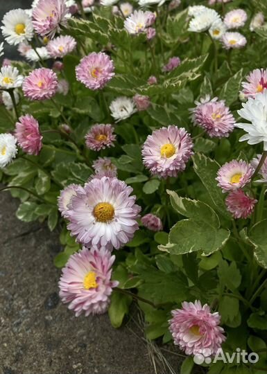 Маргаритка