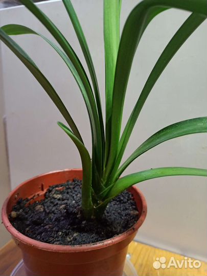 Кливия,амариллис