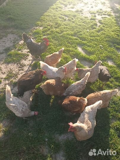 Куры несушки домашние
