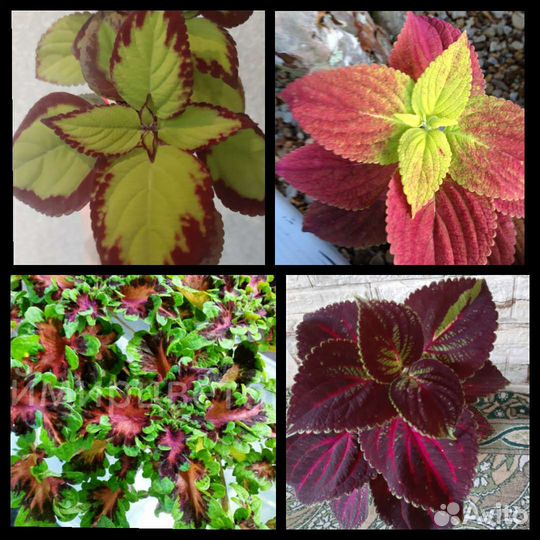 Колеусы вегетативные