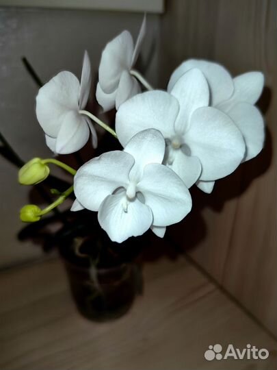 Орхидея фаленопсис charming crystal water