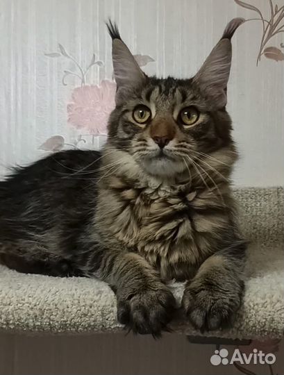 Мейн кун
