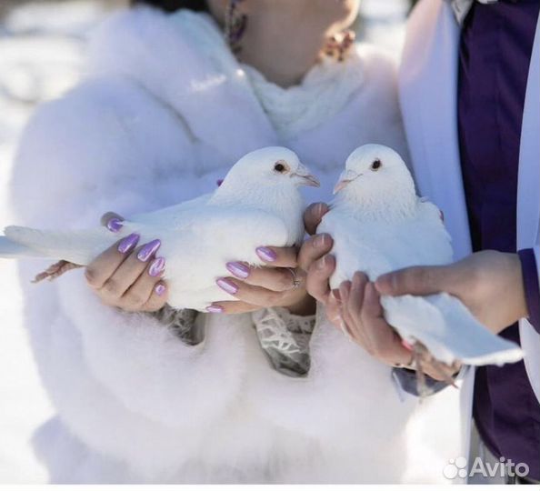 Голуби на любой праздник
