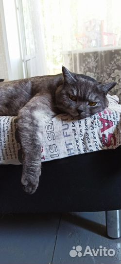 Передержка домашних животных