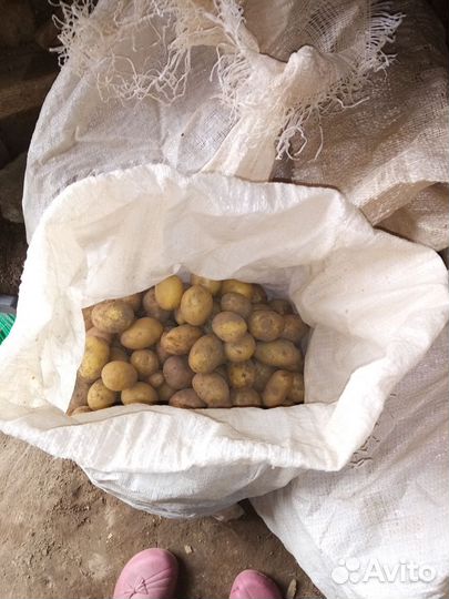 Картофель на корм скоту