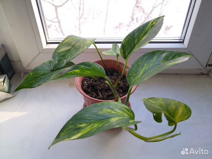 Сциндапсус