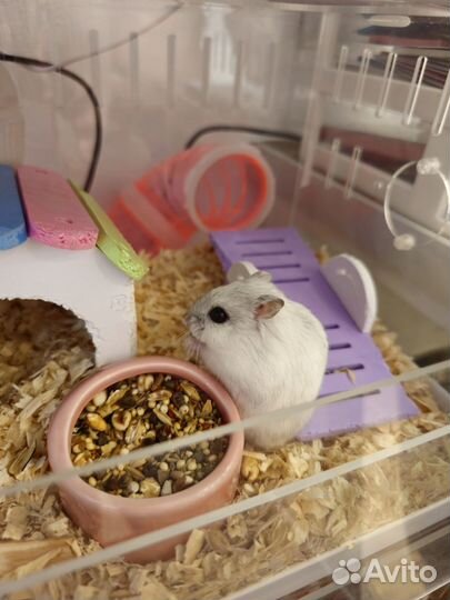 Клетка для грызунов и Джунгарики