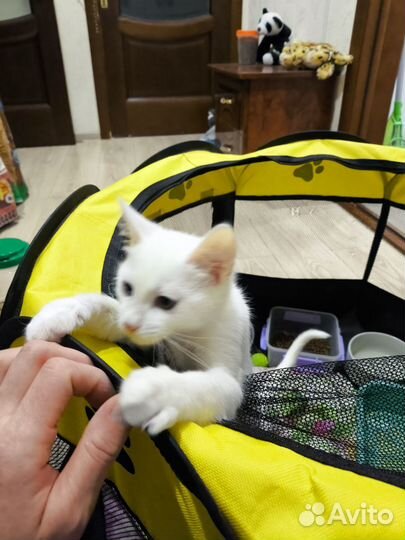 Котенок белый гладкошерстный Анапа