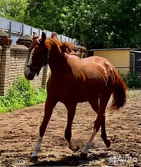 Жеребец чистокровной английской породы 3х лет