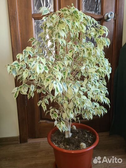 Комнатные цветы