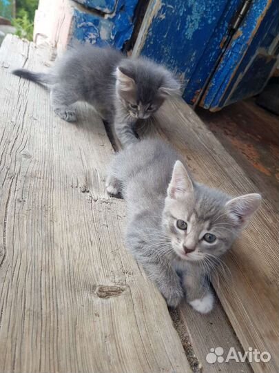 Котята