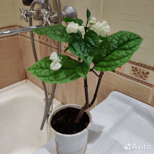 Клеродендрум Томпсон