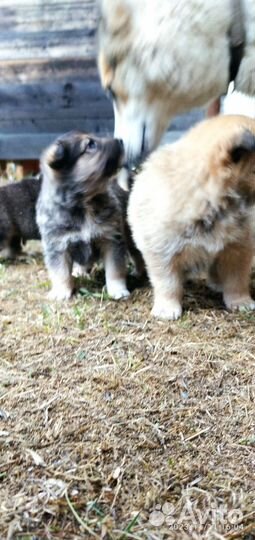 Щенки лайки