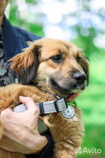 Малышка Адель ищет семью