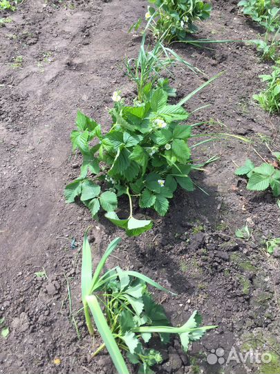 Саженцы клубники