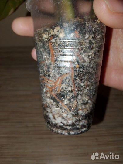 Филодендрон карамель