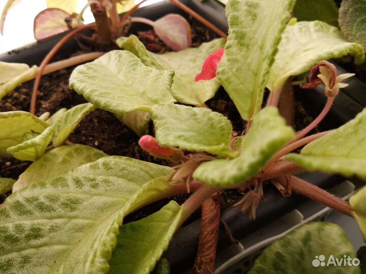 Черенки сортовых бальзаминов, эписций, бегонии