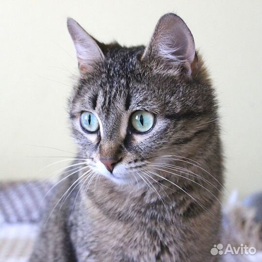 Пристраивается кошка