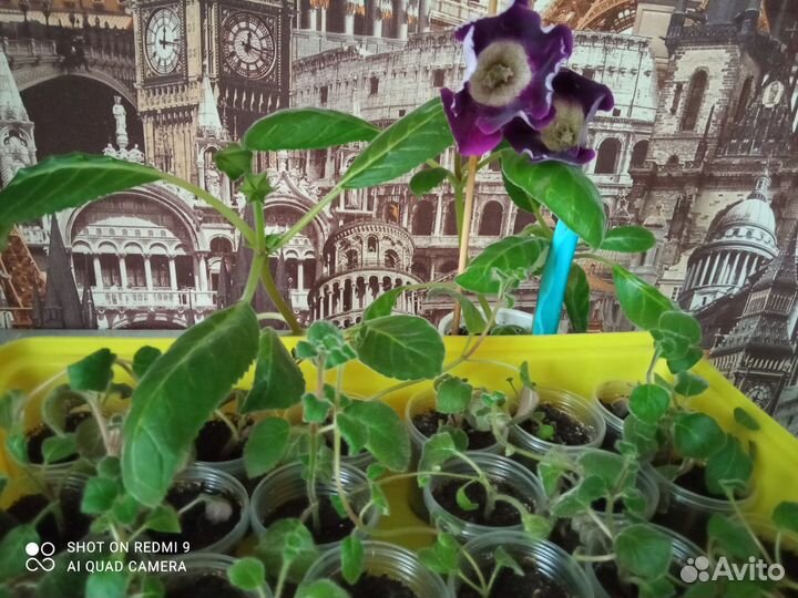 Комнатные растения цветы много