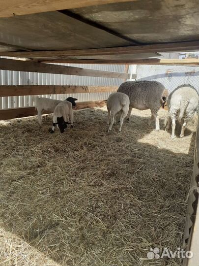 Бараны дорпер