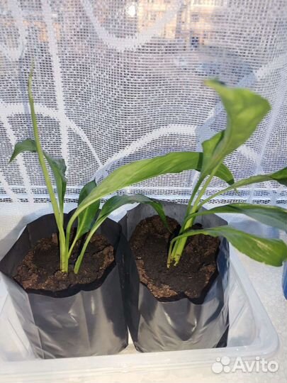 Спатифиллум