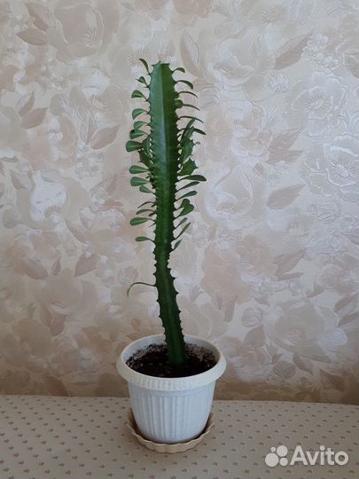 Комнатное растение молочай трехгранный