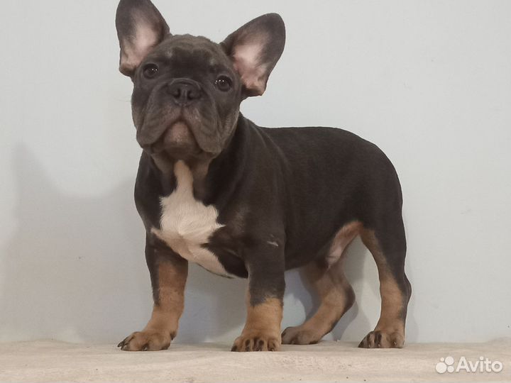 Французский бульдог